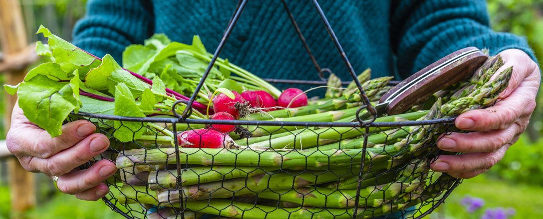 Gemüsekorb mit Spargel und Radieschen