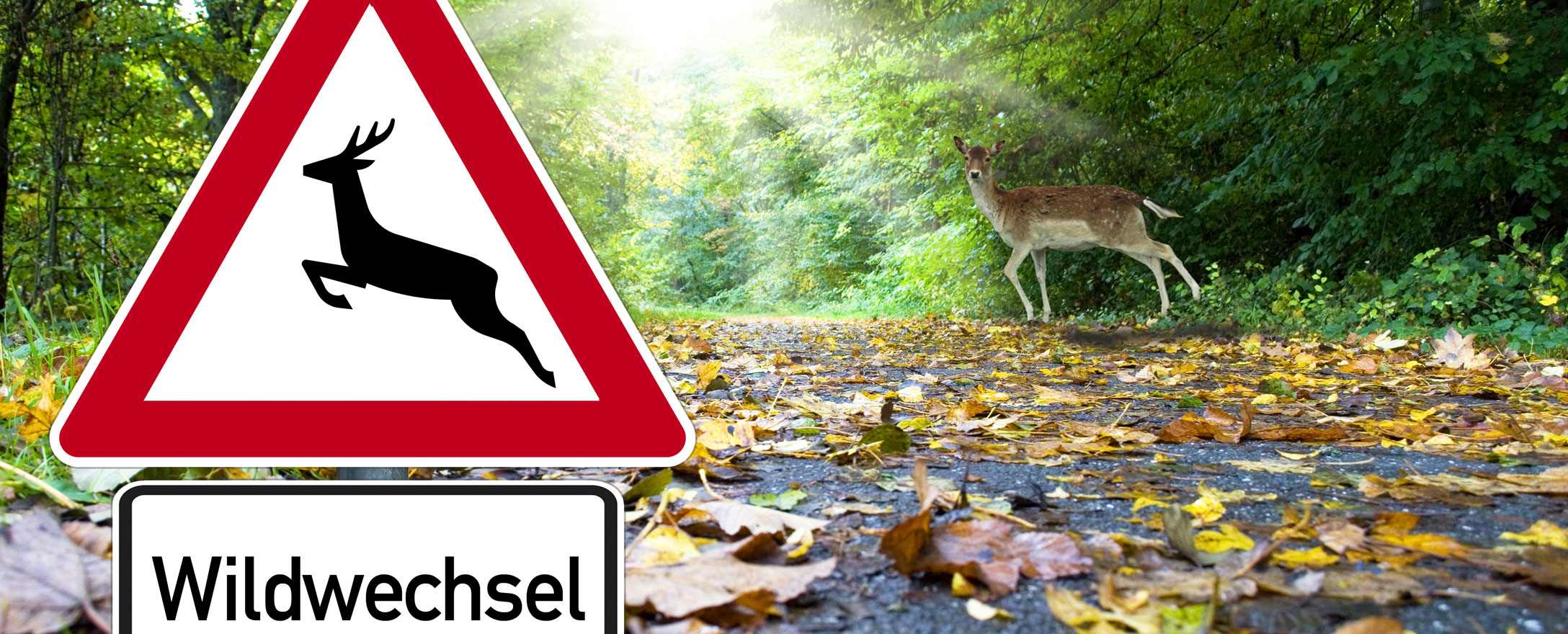 Wildwechsel Verkehrsschild mit Reh im Hintergrund