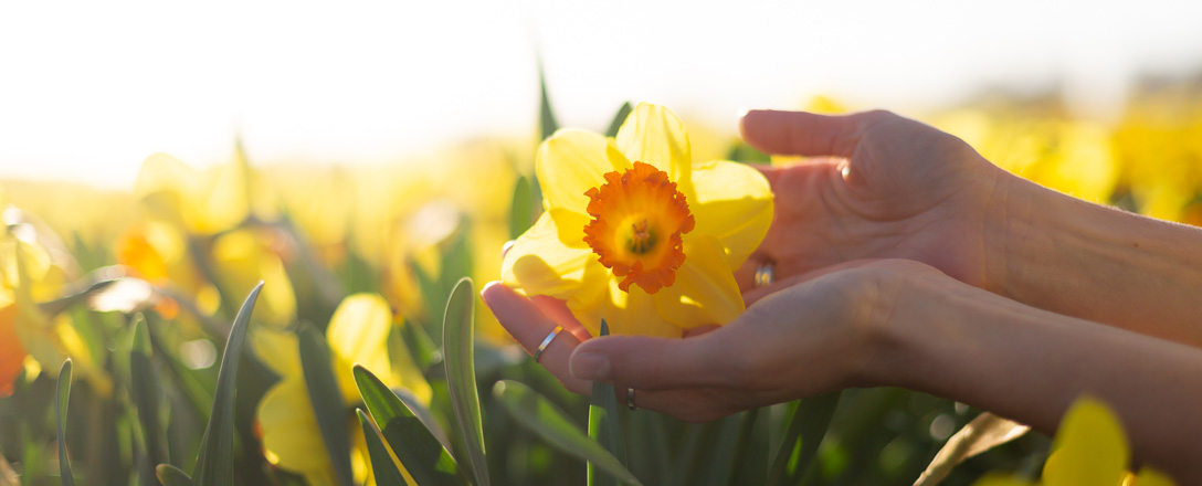 Narzissen (Narcissus)